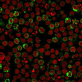 Immunofluorescent staining of human Ramos cells with HLA-DR antibody (clone LN3, green) and Reddot nuclear stain (red).