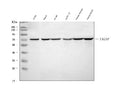 Western blot analysis of TAGAP using anti-TAGAP antibody. Lane 1: human Jurkat whole cell lysates, Lane 2: human Daudi whole cell lysates, Lane 3: human HL-60 whole cell lysates, Lane 4: rat PC-12 whole cell lysates, Lane 5: mouse thymus tissue lysates, Lane 6: mouse SP2/0 whole cell lysates. After electrophoresis, proteins were transferred to a nitrocellulose membrane at 150 mA for 50-90 min. Blocked the membrane with 5% non-fat milk/TBS for 1.5 hour at RT.