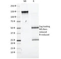 SDS-PAGE Analysis of Purified, BSA-Free CD98 Antibody (clone UM7F8). Confirmation of Integrity and Purity of the Antibody.