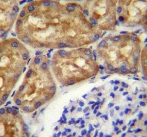 ASS1 antibody immunohsitochemistry analysis in formalin fixed and paraffin embedded human kidney tissue.