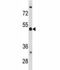 CXCR5 antibody western blot analysis in K562 lysate. Predicted molecular weight ~43 kDa.