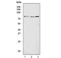 Western blot testing of 1) human HeLa, 2) ThP-1 and 3) mouse lung tissue lysate with AHRR antibody. Predicted molecular weight: 76-78 kDa.