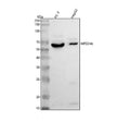 Western blot analysis of MFSD4A using anti-MFSD4A antibody. Lane 1: human PC-3 whole cell lysates, Lane 2: human HepG2 whole cell lysates After electrophoresis, proteins were transferred to a nitrocellulose membrane at 150 mA for 50-90 min. Blocked the membrane with 5% non-fat milk/TBS for 1.5 hour at RT.