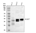 Western blot analysis of RASSF7 using anti-RASSF7 antibody. Lane 1: human HL-60 whole cell lysates, Lane 2: human HepG2 whole cell lysates, Lane 3: human Jurkat whole cell lysates. After electrophoresis, proteins were transferred to a nitrocellulose membrane at 150 mA for 50-90 min. Blocked the membrane with 5% non-fat milk/TBS for 1.5 hour at RT.