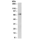 Western blot testing of human cerebellum lysate with SYVN1 antibody at 2ug/ml. Predicted molecular weight: ~68kDa.