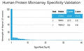 Analysis of HuProt(TM) microarray containing more than 19,000 full-length human proteins using BRCA-1 antibody (clone BRCA1/2973). These results demonstrate the foremost specificity of the BRCA1/2973 mAb. Z- and S- Score: The Z-score represents the strength of a signal that a monoclonal antibody (clone MAb) (in combination with a fluorescently-tagged anti-IgG secondary antibody) produces when binding to a particular protein on the HuProt(TM) array.