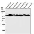 All lanes use the KLC3 antibody at 1:2K dilution for 1 hour at room temperature. Predicted molecular weight ~55 kDa.