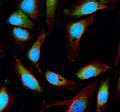 Immunofluorescent staining of ESD using anti-ESD antibody (green) and anti-Beta Tubulin antibody (red). ESD was detected in an immunocytochemical section of U2OS cells. Enzyme antigen retrieval was performed using IHC enzyme antigen retrieval reagent for 15 mins. The cells were blocked with 10% goat serum. And then incubated with 5 ug/ml rabbit anti-ESD antibody and mouse anti-Beta Tubulin antibody overnight at 4oC.