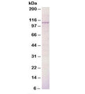 Western blot testing of mouse kidney epithelial cells lysate with BCAR3 antibody 0.5ug/ml. Predicted molecular weight: ~93kDa, observed here at ~110kDa.