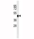BMI1 antibody western blot analysis in K562 lysate. Predicted molecular weight: 37-43 kDa.