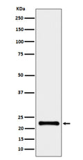 Western blot analysis of CRCP expression in human HeLa cell lysate using the CRCP antibody. A single band is detected at ~ 22-23 kDa, higher than the predicted 16 kDa MW. This migration pattern is consistent with published data showing that CRCP commonly runs near 20-23 kDa due to its acidic composition, partial membrane association, and post-translational modifications such as phosphorylation and N-terminal acetylation. The observed band therefore represents the mature functional form of CRCP.