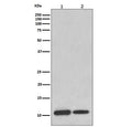 Western blot testing of 1) human ThP-1 and 2) mouse brain lysate with MIF antibody. Predicted molecular weight ~13 kDa.