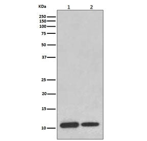Western blot testing of 1) human ThP-1 and 2) mouse brain lysate with MIF antibody. Predicted molecular weight ~13 kDa.