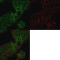 Immunofluorescent staining of permeabilized human MCF7 cells with CHD4 antibody (clone 3F2/4, green) and Phalloidin (red).
