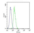 Flow cytometry testing of fixed and permeabilized mouse NIH 3T3 cells with Vinculin antibody; Blue=isotype control, Green= Vinculin antibody.