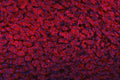 Immunofluorescent staining of FFPE human liver cancer tissue with Delta-5 desaturase antibody (red) and DAPI nuclear stain (blue). HIER: steam section in pH8 EDTA buffer for 20 min.