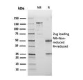 SDS-PAGE analysis of purified, BSA-free PD-L1 antibody (clone PDL1/2745) as confirmation of integrity and purity.