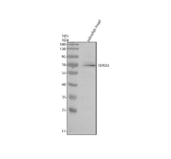 Western blot analysis of Tdrd3 protein using Zebrafish Tdrd3 antibody and zebrafish head tissue lysate. The predicted molecular weight of Tdrd3 is ~73 kDa.