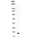 Western blot testing of human SW620 cell lysate with MCP1 antibody. Expected/observed molecular weight ~11/9 kDa (precursor/mature).