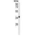 Western blot testing of mouse stomach lysate with KLF6 antibody. Expected molecular weight: 32-40 kDa.