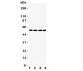 Western blot testing of IRF5 antibody and Lane 1: human placenta; 2: rat thymus; 3: (r) kidney; 4: (r) ovary tissue lysate. Expected/observed molecular weight ~57kDa.