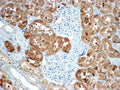 IHC testing of FFPE human kidney with Sclerostin antibody at 4ug/ml. HIER: steamed with pH9 Tris/EDTA buffer, HRP-staining.