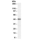 Western blot testing of human cerebral cortex lysate with ADRB3 antibody at 0.03ug/ml. Predicted molecular weight: ~44kDa.