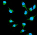 Immunofluorescent staining of FFPE human A549 cells with RALB antibody (green) and DAPI nuclear stain (blue). HIER: steam section in pH6 citrate buffer for 20 min.