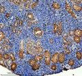 IHC staining of FFPE zebrafish kidney tissue with Zebrafish Abce1 antibody, HRP-secondary and DAB substrate. HIER: boil tissue sections in pH8 EDTA for 20 min and allow to cool before testing.