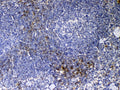 IHC testing of FFPE mouse spleen tissue with Cd14 antibody at 1ug/ml. Required HIER: steam section in pH6 citrate buffer for 20 min and allow to cool prior to testing.