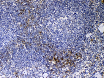 IHC testing of FFPE mouse spleen tissue with Cd14 antibody at 1ug/ml. Required HIER: steam section in pH6 citrate buffer for 20 min and allow to cool prior to testing.