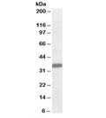 Western blot testing of human liver lysate with FGL1 antibody at 0.1ug/ml. Predicted molecular weight: ~36kDa.