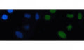 Immunofluorescent staining of FFPE human SiHa cells with NKX2.5 antibody (green) and DAPI nuclear stain (blue). HIER: steam section in pH6 citrate buffer for 20 min.