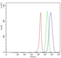 Flow cytometry testing of human 293T cells with TRIT1 antibody at 1ug/million cells (blocked with goat sera); Red=cells alone, Green=isotype control, Blue= TRIT1 antibody.