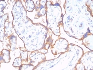 IHC staining of FFPE human placental tissue with recombinant CD59 antibody (clone rMACIF/7288). HIER: boil tissue sections in pH 9 10mM Tris with 1mM EDTA for 20 min and allow to cool before testing.