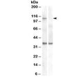 Western blot of HEK293 lysate overexpressing human EIF2C1/AGO1 and probed with AGO1 antibody (non-transfected HEK293 lysate in lane B). Predicted molecular weight: ~95kDa, observed here at ~110kDa.