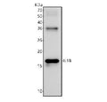 Western blot testing of recombinant rat IL1 beta partial protein with Interleukin 1 beta antibody.