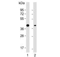 Western blot testing of human 1) U-251 and 2) U-2 OS cell lysate with Adiponectin Receptor 2 antibody. Predicted molecular weight ~44 kDa.
