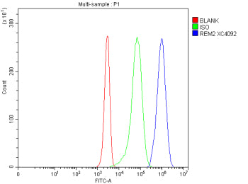 Flow Cytometry analysis of Jurkat cells using anti-REM2 antibody. Overlay histogram showing Jurkat cells stained with (Blue line). The cells were fixed with 4% paraformaldehyde and blocked with 10% normal goat serum. And then incubated with rabbit anti-REM2 antibody (1 ug/million cells) for 30 min at 20oC. DyLight 488 conjugated goat anti-rabbit IgG (5-10 ug/million cells) was used as secondary antibody for 30 min at 20oC.