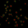 Immunofluorescent staining of FFPE human Jurkat cells with CD3 antibody (green, clone RIV9) and Reddot nuclear stain (red).