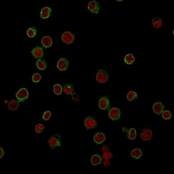 Immunofluorescent staining of FFPE human Jurkat cells with CD3 antibody (green, clone RIV9) and Reddot nuclear stain (red).