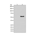 Western blot testing of lysates from human HeLa cells, untreated (1) or BMP-4 treated (2), with Phospho-Smad1/5/9 antibody.