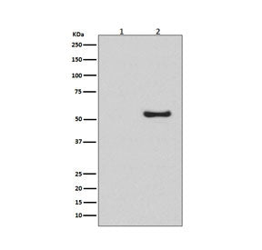 Western blot testing of lysates from human HeLa cells, untreated (1) or BMP-4 treated (2), with Phospho-Smad1/5/9 antibody.