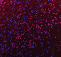 Immunofluorescent staining of FFPE mouse brain tissue with PUS7L antibody (red) and DAPI nuclear stain (blue). HIER: steam section in pH8 EDTA buffer for 20 min.