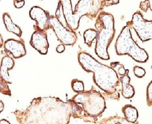 IHC: Formalin-fixed, paraffin-embedded human placenta stained with Placental Alkaline Phosphatase antibody (GM022).