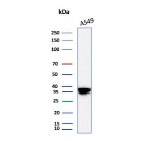Western blot testing of human A549 cell lysate using ANXA1 antibody (clone rANXA1/9145). Predicted molecular weight ~36 kDa.