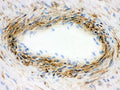 IHC-F testing of frozen human placenta with Actin antibody.