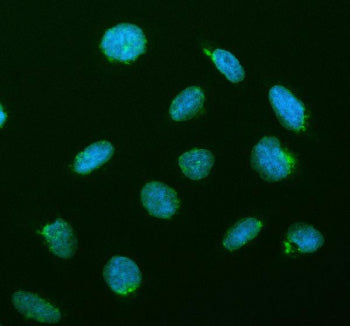 Immunofluorescent staining of CREB3L2 using anti-CREB3L2 antibody (green). CREB3L2 was detected in an immunocytochemical section of U2OS cells. Enzyme antigen retrieval was performed using IHC enzyme antigen retrieval reagent for 15 mins. The cells were blocked with 10% goat serum. And then incubated with 5 ug/ml rabbit anti-CREB3L2 antibody overnight at 4oC. DyLight 488 Conjugated Goat Anti-Rabbit IgG was used as secondary antibody at 1:500 dilution and incubated for 30 min at 37oC.