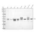 Western blot analysis of TRIM13 using anti-TRIM13 antibody. Electrophoresis was performed on a 10% SDS-PAGE gel at 80V (Stacking gel) / 120V (Resolving gel) for 2 hours. Lane 1: human 293T whole cell lysates, Lane 2: human Hela whole cell lysates, Lane 3: human THP-1 whole cell lysates, Lane 4: human REH whole cell lysates, Lane 5: rat brain tissue lysates, Lane 6: rat testis tissue lysates, Lane 7: mouse brain tissue lysates, Lane 8: mouse testis tissue lysates.