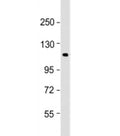 Western blot testing of THP-1 cell lysate with PTPN12 antibody at 1:1000. Predicted molecular weight: 88 kDa, observed here at ~120 kDa.